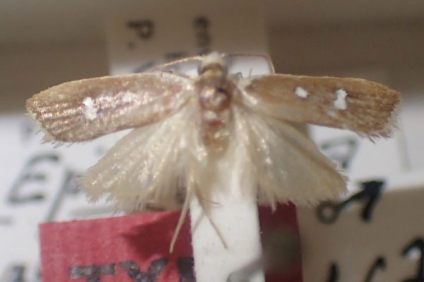 /filer/webapps/moths/media/images/A/albipunctella_Epimactis_HT_MNHN.jpg
