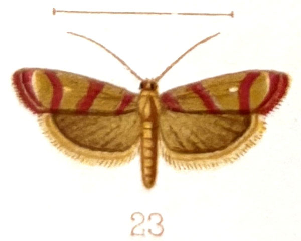 /filer/webapps/moths/media/images/A/albipunctella_Heterographis_HT_Warren_41-23.jpg