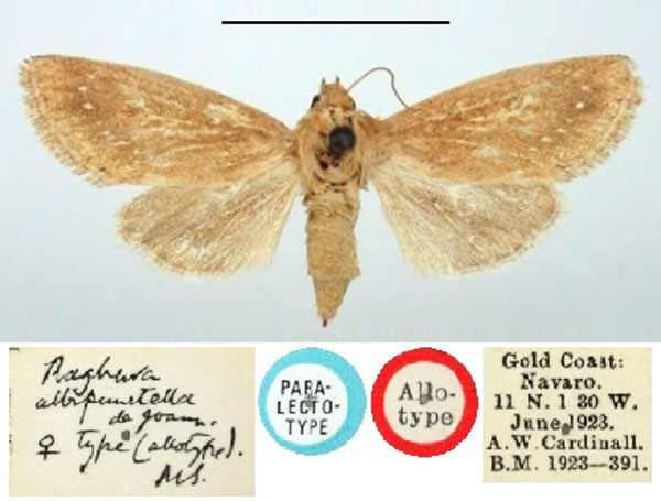 /filer/webapps/moths/media/images/A/albipunctella_Raghuva_PLT_BMNH.jpg