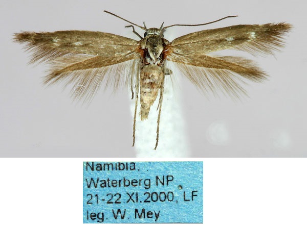 /filer/webapps/moths/media/images/A/albipunctella_Scythris_HT_ZMHB_LBTjBAI.jpg