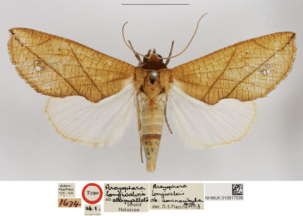 /filer/webapps/moths/media/images/A/albipupillata_Arcyophora_HT_NHMUK.jpg