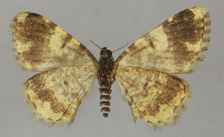 /filer/webapps/moths/media/images/A/albiquadrata_Ectropis_HT_ZSMb.jpg