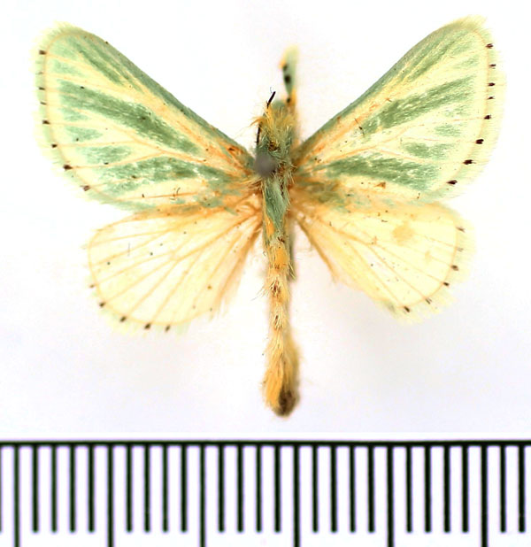 /filer/webapps/moths/media/images/A/albiramosa_Coenobasis_AF_BMNH.jpg