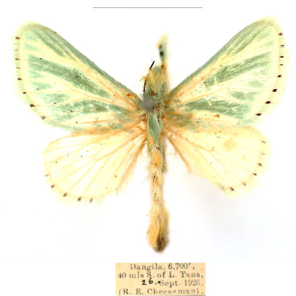 /filer/webapps/moths/media/images/A/albiramosa_Coenobasis_AF_BMNH_iM3bkth.jpg