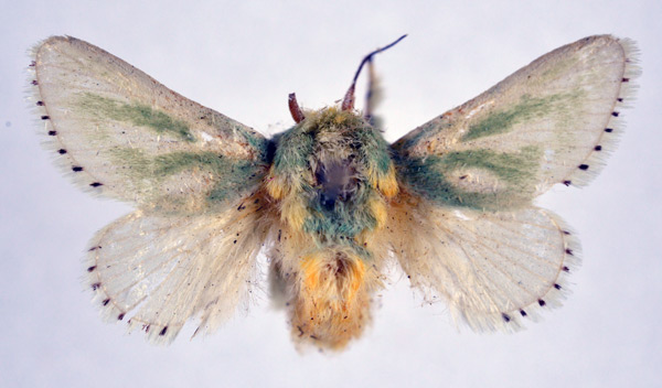 /filer/webapps/moths/media/images/A/albiramosa_Coenobasis_AF_NHMO.jpg