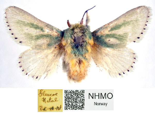 /filer/webapps/moths/media/images/A/albiramosa_Coenobasis_AF_NHMO_Y6lx7vE.jpg