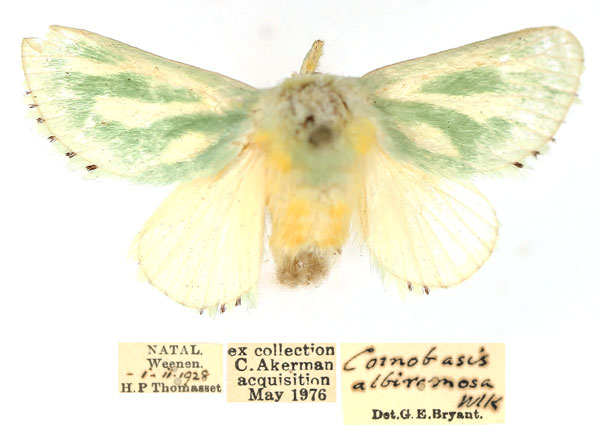 /filer/webapps/moths/media/images/A/albiramosa_Coenobasis_AF_TMSA_EEx215D.jpg