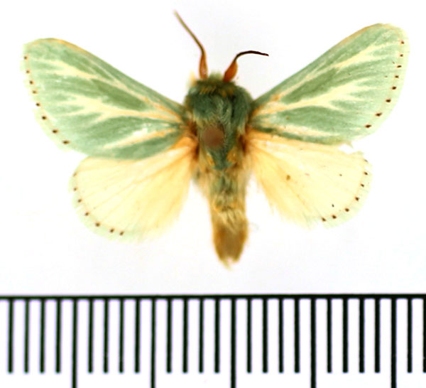 /filer/webapps/moths/media/images/A/albiramosa_Coenobasis_AM_BMNH_01.jpg