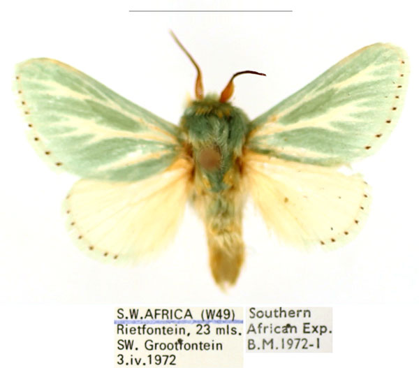 /filer/webapps/moths/media/images/A/albiramosa_Coenobasis_AM_BMNH_01_XNqXSk9.jpg