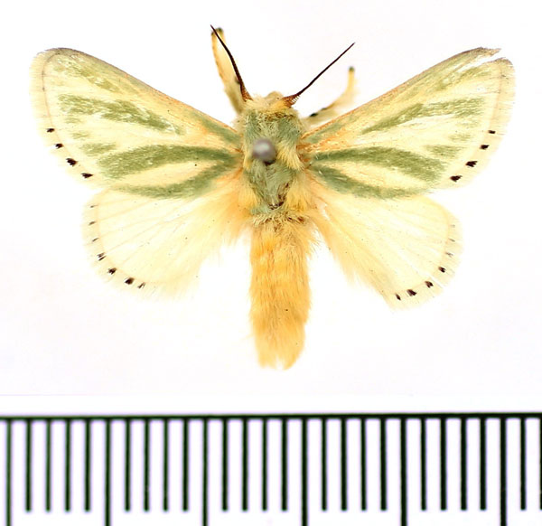 /filer/webapps/moths/media/images/A/albiramosa_Coenobasis_AM_BMNH_02.jpg