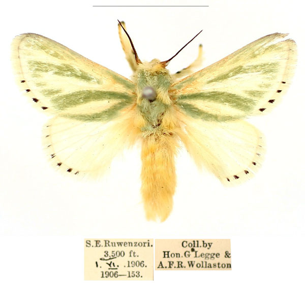 /filer/webapps/moths/media/images/A/albiramosa_Coenobasis_AM_BMNH_02_V4E8PMv.jpg