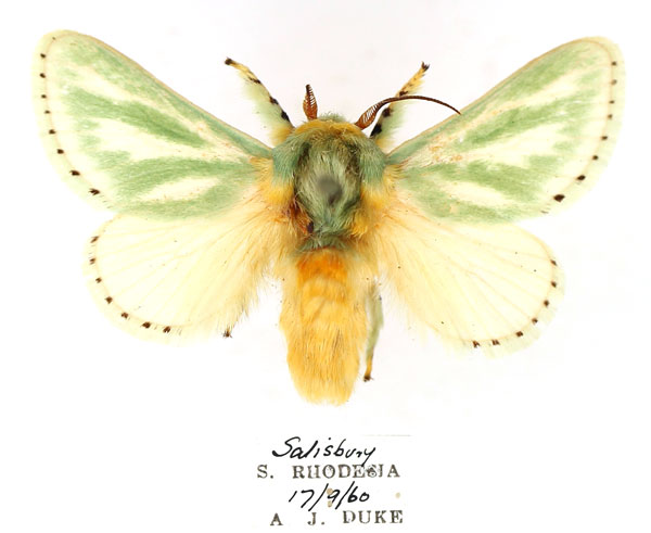 /filer/webapps/moths/media/images/A/albiramosa_Coenobasis_AM_TMSA_1UuE3sk.jpg