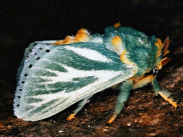 /filer/webapps/moths/media/images/A/albiramosa_Coenobasis_A_Roland.jpg