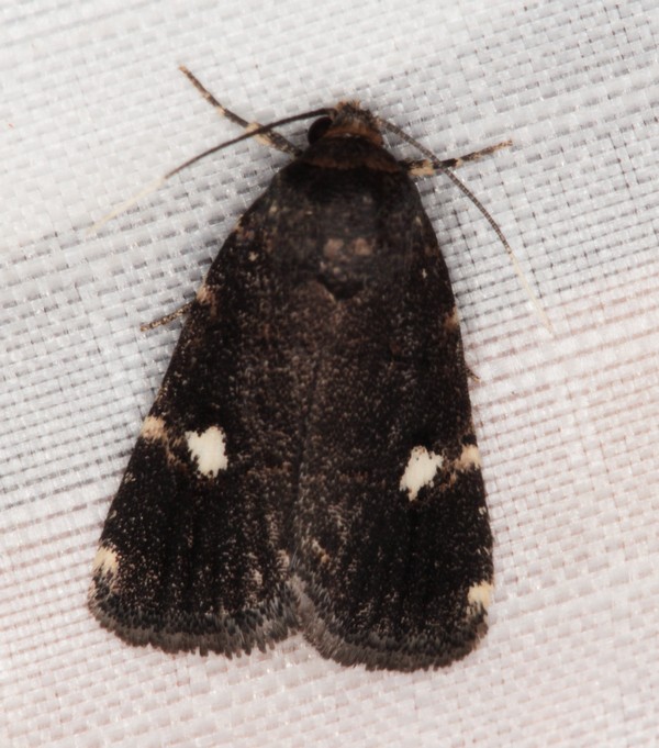 /filer/webapps/moths/media/images/A/albirena_Athetis_A_Heyns_01.jpg