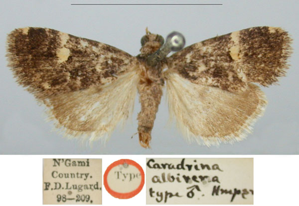/filer/webapps/moths/media/images/A/albirena_Caradrina_HT_BMNH_Rg4EjJe.jpg