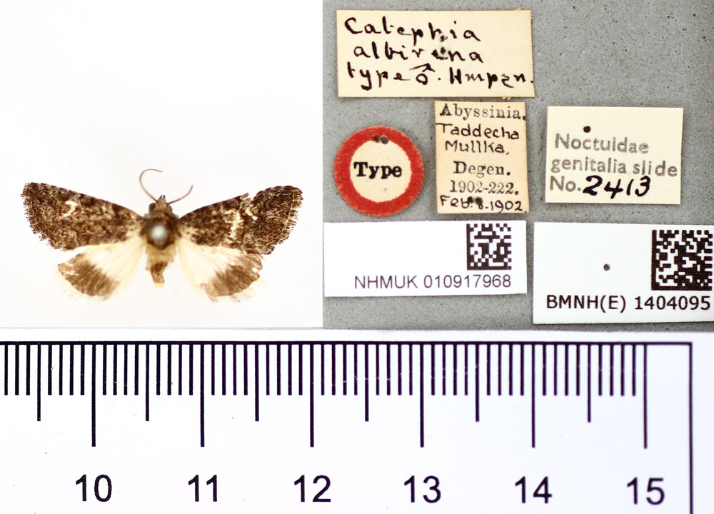 /filer/webapps/moths/media/images/A/albirena_Catephia_HT_BMNH.jpg