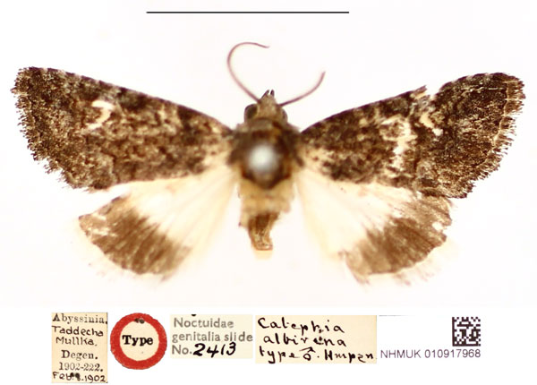 /filer/webapps/moths/media/images/A/albirena_Catephia_HT_BMNH_04iRdxX.jpg
