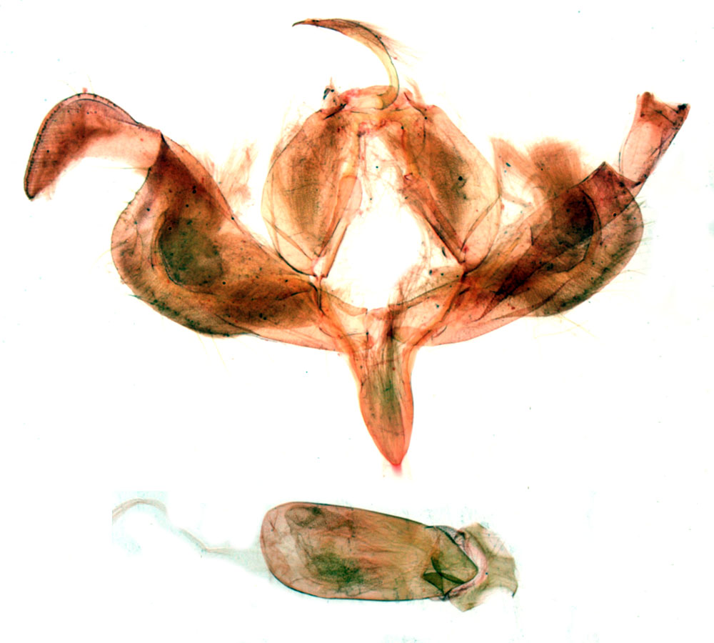 /filer/webapps/moths/media/images/A/albirena_Plusiophaes_GMHT_MNHN_306.jpg