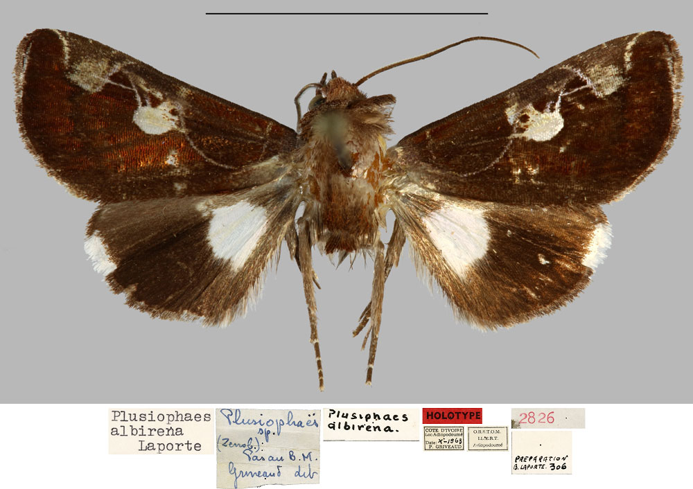 /filer/webapps/moths/media/images/A/albirena_Plusiophaes_HT_MNHN.jpg
