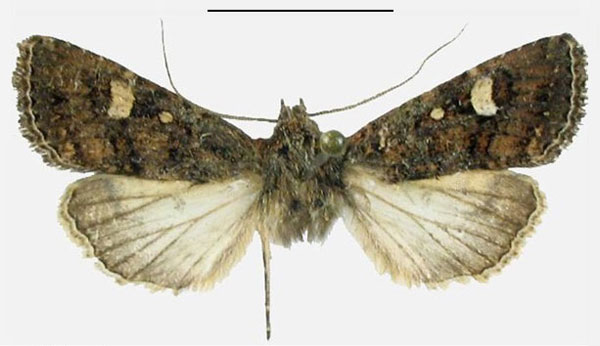 /filer/webapps/moths/media/images/A/albirenalis_Apospasta_AM_Behounek.jpg