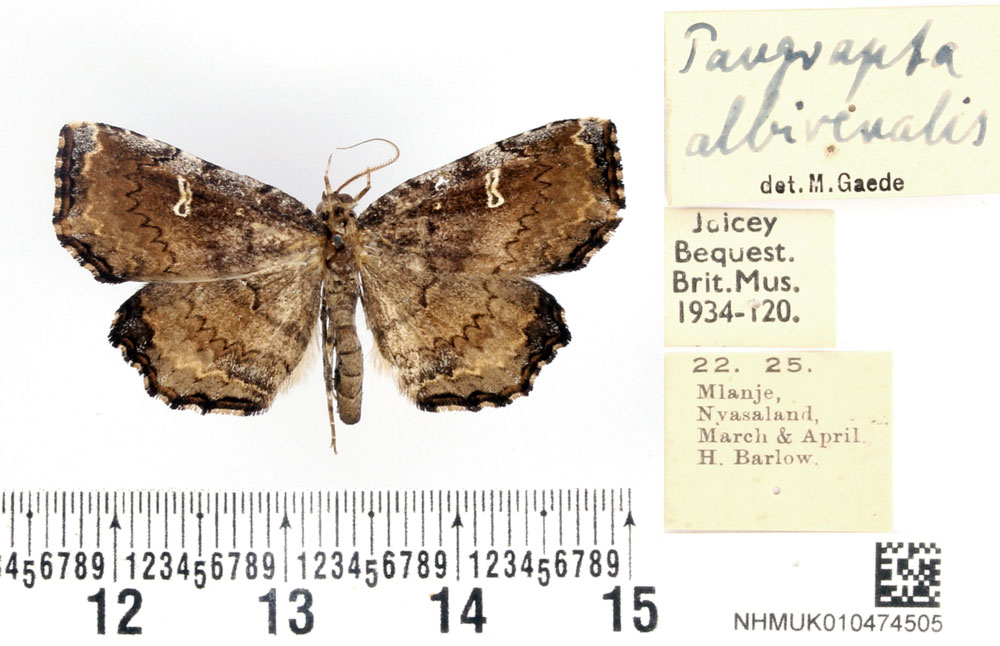 /filer/webapps/moths/media/images/A/albirenalis_Pangrapta_AM_BMNH.jpg