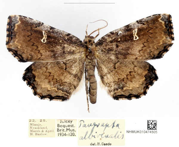 /filer/webapps/moths/media/images/A/albirenalis_Pangrapta_AM_BMNH_0HOvZN0.jpg