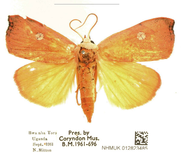 /filer/webapps/moths/media/images/A/albirenata_Paralephana_AF_BMNH_Uh6k3cu.jpg