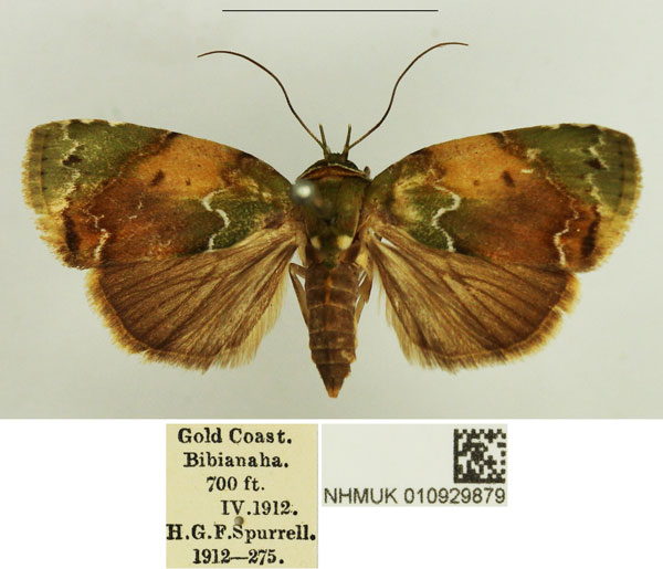 /filer/webapps/moths/media/images/A/albirivula_Maurilia_AF_NHMUK.jpg