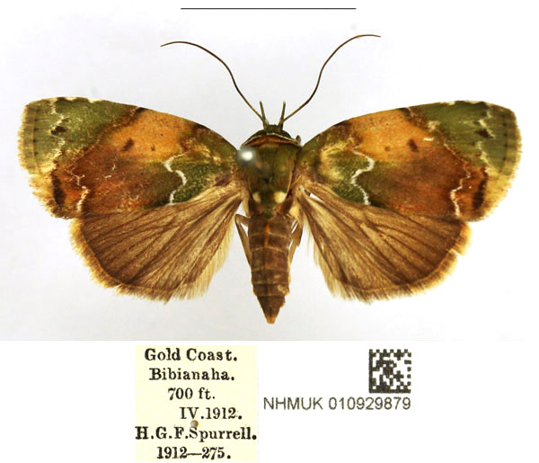 /filer/webapps/moths/media/images/A/albirivula_Maurilia_AF_NHMUK_MYSxmSO.jpg