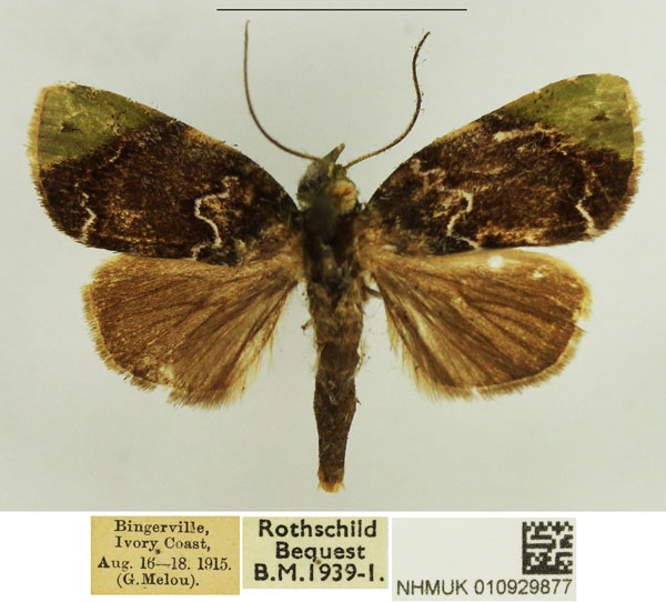 /filer/webapps/moths/media/images/A/albirivula_Maurilia_AM_NHMUK.jpg