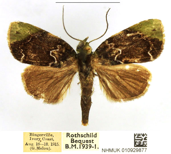 /filer/webapps/moths/media/images/A/albirivula_Maurilia_AM_NHMUK_CLMOyPK.jpg