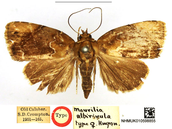 /filer/webapps/moths/media/images/A/albirivula_Maurilia_HT_NHMUK_v96Kvs6.jpg