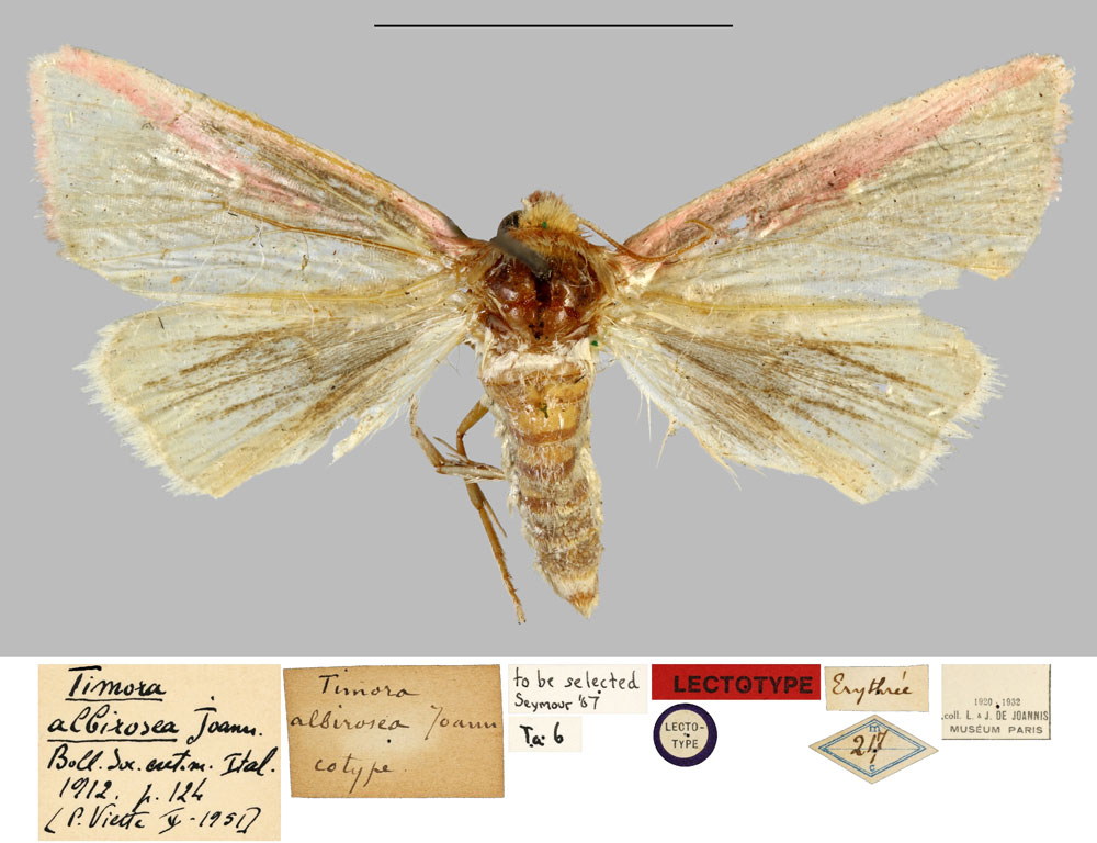 /filer/webapps/moths/media/images/A/albirosea_Timora_LTM_MNHN.jpg