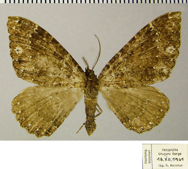 /filer/webapps/moths/media/images/A/albirupta_Ctenaulis_AF_ZSM.jpg