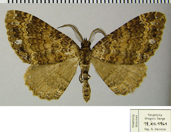 /filer/webapps/moths/media/images/A/albirupta_Ctenaulis_AM_ZSMa.jpg