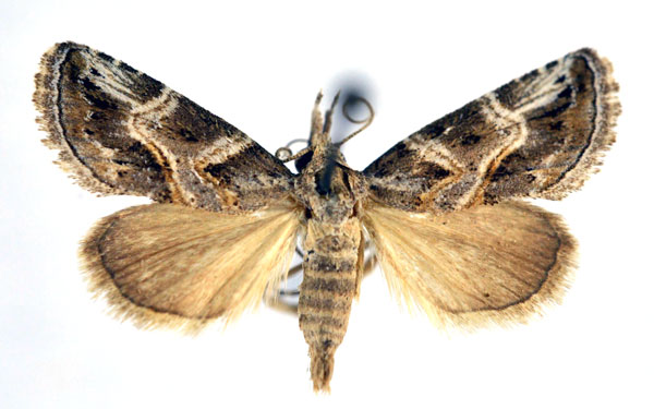 /filer/webapps/moths/media/images/A/albiscripta_Zekelita_AF_NHMO.jpg