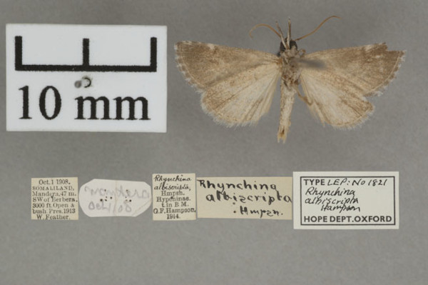 /filer/webapps/moths/media/images/A/albiscripta_Zekelita_PT_OUMNHb_01.jpg