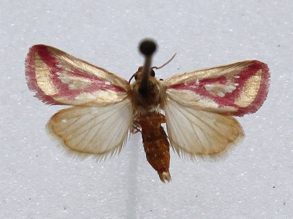 /filer/webapps/moths/media/images/A/albiseriata_Masalia_A_Goff.jpg