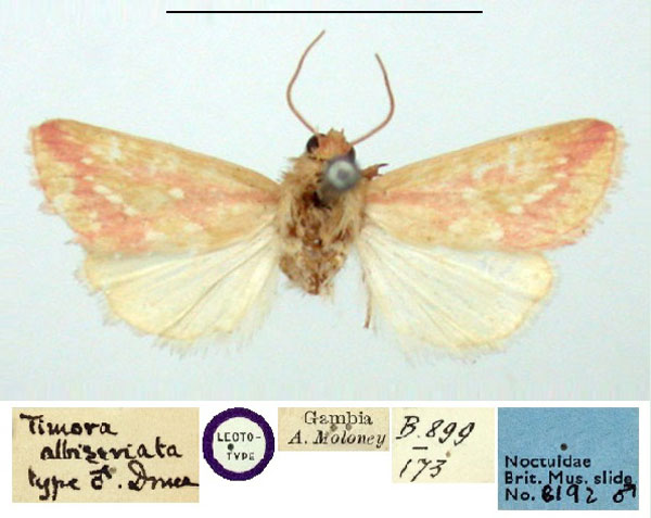 /filer/webapps/moths/media/images/A/albiseriata_Timora_LT_BMNH.jpg