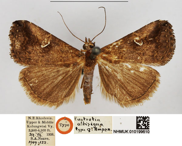 /filer/webapps/moths/media/images/A/albisigna_Eustrotia_HT_NHMUK.jpg