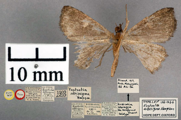 /filer/webapps/moths/media/images/A/albisigna_Eustrotia_PT_OUMNH_02.jpg