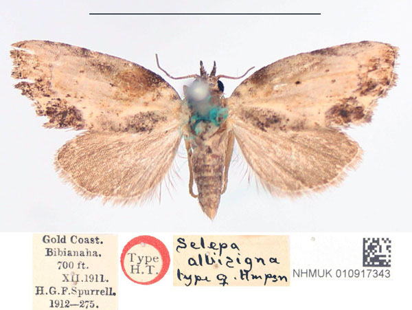 /filer/webapps/moths/media/images/A/albisigna_Selepa_HT_NHMUK.jpg