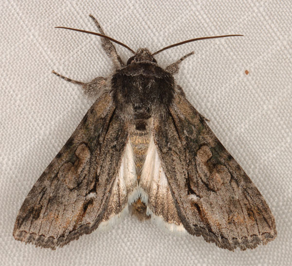 /filer/webapps/moths/media/images/A/albisignata_Neocucullia_AF_Heyns.jpg