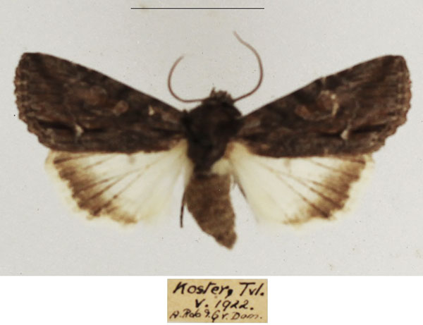 /filer/webapps/moths/media/images/A/albisignata_Neocucullia_AF_TMSA.jpg