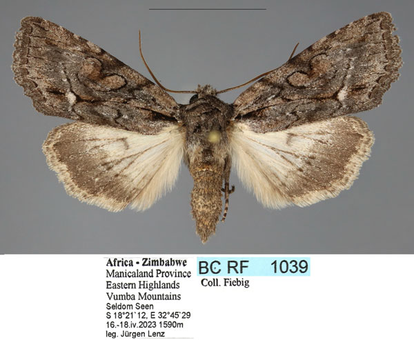 /filer/webapps/moths/media/images/A/albisignata_Neocucullia_AM_Fiebig.jpg