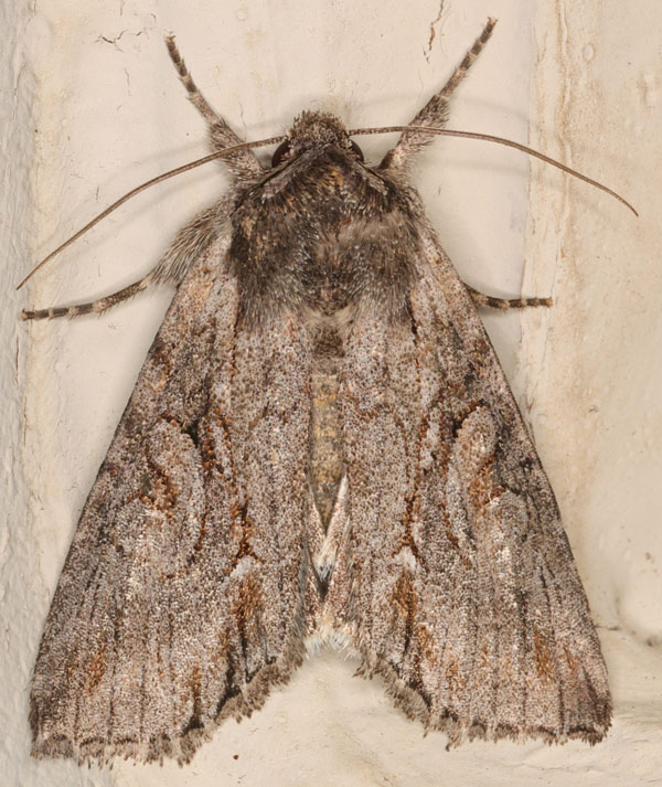 /filer/webapps/moths/media/images/A/albisignata_Neocucullia_AM_Heynsb.jpg