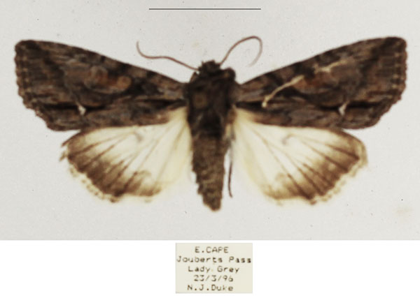/filer/webapps/moths/media/images/A/albisignata_Neocucullia_AM_TMSA_01.jpg