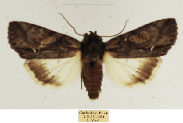 /filer/webapps/moths/media/images/A/albisignata_Neocucullia_AM_TMSA_02.jpg