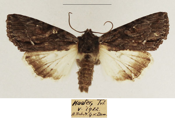 /filer/webapps/moths/media/images/A/albisignata_Neocucullia_AM_TMSA_03.jpg