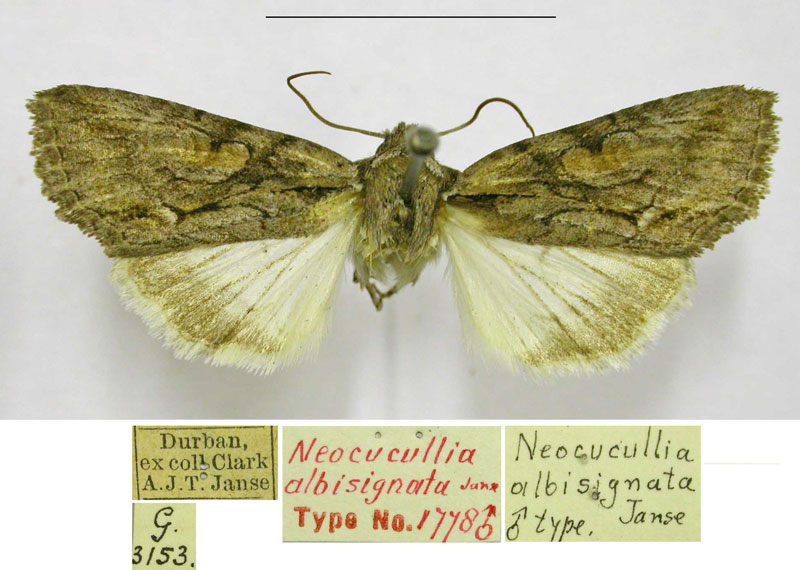/filer/webapps/moths/media/images/A/albisignata_Neocucullia_HT_TMSA.jpg